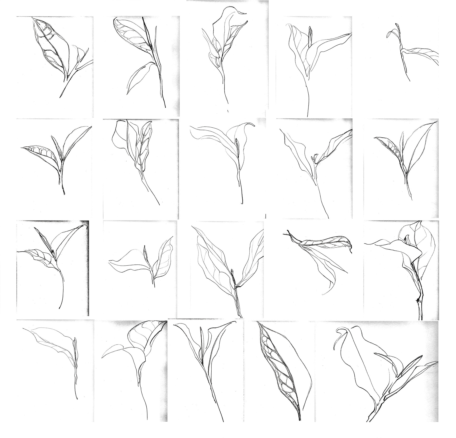 开济茶品LOGO设计案例